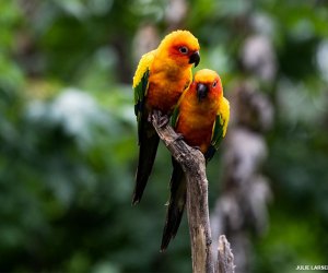 Conures mug for the camera in the Queens Zoo aviary