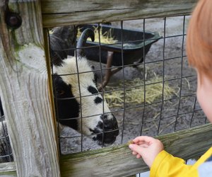 Kids feed goats at the Queens Zoo