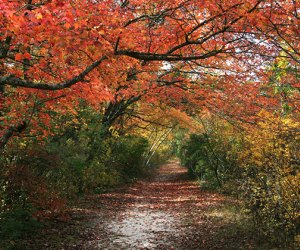 Quogue Wildlife Refuge trails draped with fall colors. Nature Walk Long Island