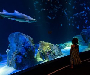 Rainy Day Activities for New York City Kids New York Aquarium sharks