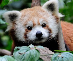 Red pandas are an adorable sight at the zoo.