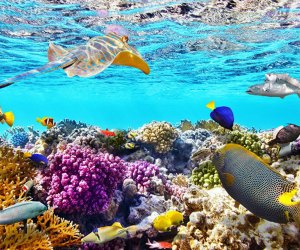Reef-Safe Sunscreen for Kids: Coral reef