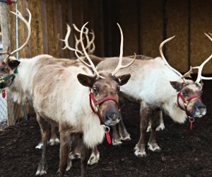 The reindeer are available for visits. Photo courtesy of Greenwich Reindeer Festival