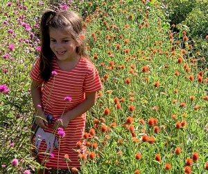 Bring the family to pick buckets of flowers at Brittany Hollow Farms. Photo courtesy of the farm  