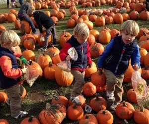 Best Pumpkin Patches Near Chicago