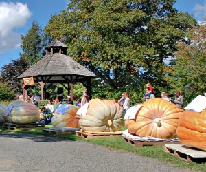 These big pumpkins look straight out of a storybook! Photo Courtesy of Ridgefield Giant Pumpkin Weigh-Off