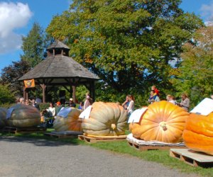 Come back next month for the pumpkin-pie eating contest...Ridgefield Giant Pumpkin Weigh Off photo courtesy of the event