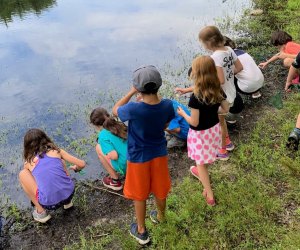 Frog hunting at Rocky Woods. Photo courtesy of The Trustees of Reservations