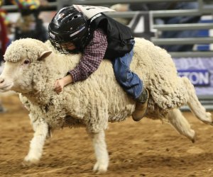 Mutton Bustin' is always a crowd favorite. Photo courtesy of Houston Livestock Show and Rodeo.