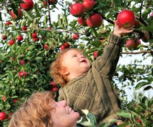 Image of mother and child apple picking in Connecticut