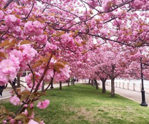 The cherry blossoms are a beautiful sight on Roosevelt Island. Photo courtesy of  the RIOC