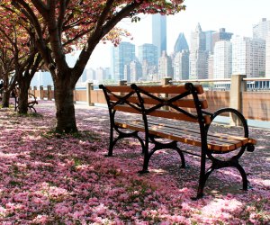 See cherry blossoms in NYC on Roosevelt Island