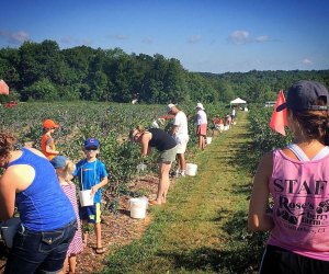 Image of families picking berries on a farm in CT.