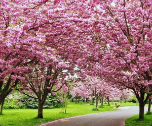 The Rotary Club of Peekskill hosts the 2nd Annual Cherry Blossom Festival. Photo courtesy of the rotary club