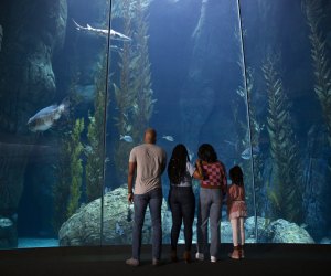 Dive into tons of fun in Long Beach. Photo courtesy of Aquarium of the Pacific