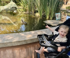 Santa Barbara Zoo: enjoy tons of zoo animals and even ducks