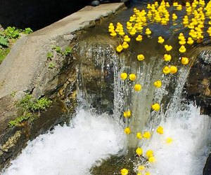 Rubber Ducky Derby Day Ducks go over a waterfall