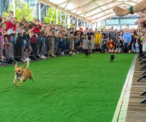 May the best dog win at the Running of the Chihuahuas. Photo courtesy of Wharf DC 