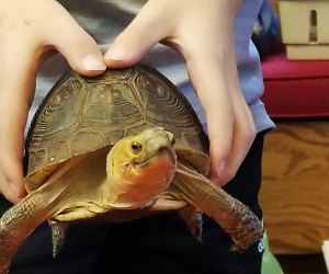 Meet a variety of critters at Rye Nature Center's Daddy and Me Animal Show. Photo courtesy of the center