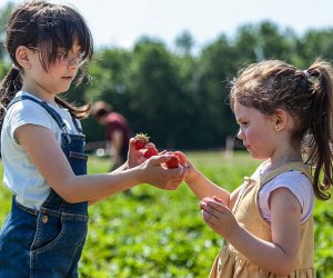 There is a sweet crop of fun things to do in Connecticut this weekend! Strawberry Season photo courtesy of Canva
