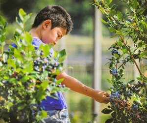 A boy picking blueberries in summer Connecticut farms