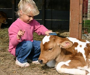 Image of preschooler at a petting zoo farm near Boston