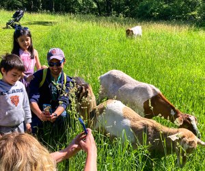 fun with goats in Galena Illinois