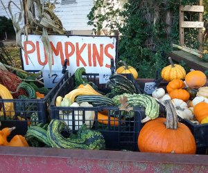 Best Fall Day Trips Chicago Pumpkins at Pioneer Farm