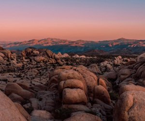 Joshua Tree Family Roadtrips National Park System