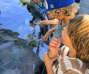 Things to do with kids in Long Beach: Aquarium of the Pacific