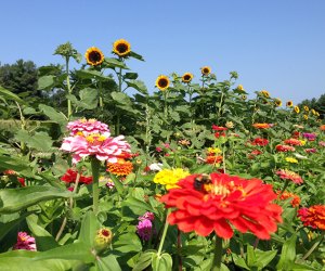 Image of flowers at pick-your-own flower farm near Boston