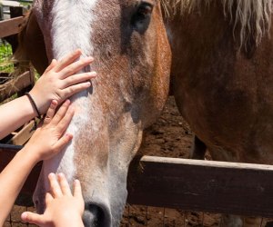 Image of kids petting a horse - Farms and Petting Zoos Around Boston