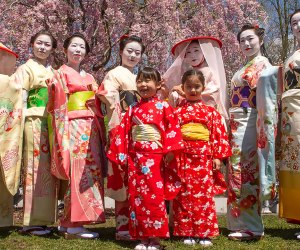 Sakura Matsuri, Brooklyn Botanic Garden's annual cherry blossom festival, celebrates Japanese culture with a rich program of events. Photo courtesy of BBG
