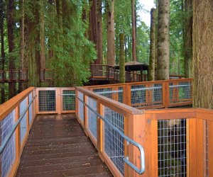 Redwood Sky Walk at Sequoia Park Zoo: Safety first