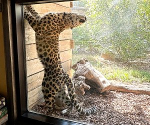 Salt Lake City with Kids: Hogle Zoo's leopard stretches