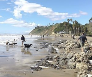 Dog-Friendly Beaches Near Los Angeles: Shoreline Beach in Santa Barbara