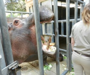 Hippo Encounter at the LA Zoo: Happy Hungry Hippos ...