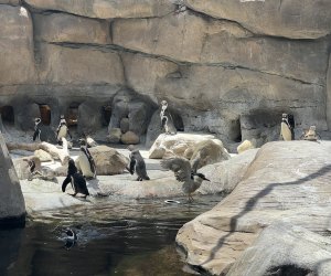 Santa Barbara Zoo: The Humboldt Penguins