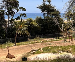 Santa Barbara zoo: giraffes and ocean views