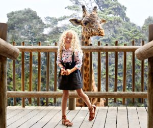 Face to face with the giraffes at the Santa Barbara Zoo. Photo courtesy of Visit Santa Barbara