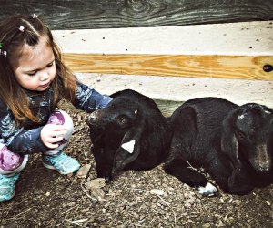 Enjoy quality time with the animals at the Suffolk County Farm and Education Center.