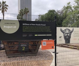 Why You Should Visit LACMA: See Scientists at Work