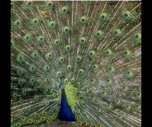 Free Day at the Arboretum