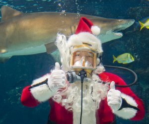 Pictures with Santa the Los Angeles Way: Diving Santa