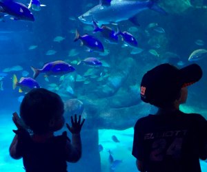Things To Do with Preschoolers and Toddlers in Orlando Before They Turn 5: Sea Life Orlando Aquarium.
