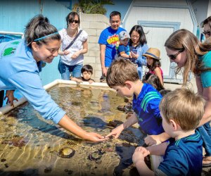 Meet a few sea creatures at the Sea Lab. Photo courtesy of Redondo Beach Chamber of Commerce & Visitors Bureau