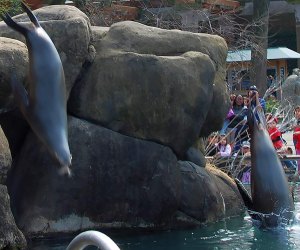 Central Park Zoo: The Sea Lions are always a show-stopper