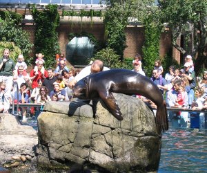 The Central Park Zoo sea lions never disappoint. Photo by Joy Kaufman via Flickr
