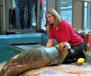 Image of seal with trainer at Maritime Aquarium at Norwalk.
