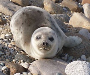 Look for adorable seals at the Seal Walk at Montauk State Park. Photo courtesy of Montauk State Park